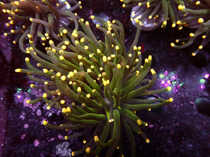 Euphyllia Metallic Yellow Tips | WYSIWYG