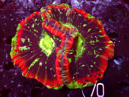 Trachyphyllia "Red Ultra" | WYSIWYG