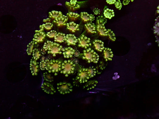 Orange Center Alveopora | WYSIWYG