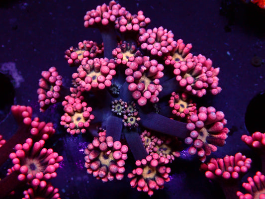 Pink Flower Goniopora | WYSIWYG