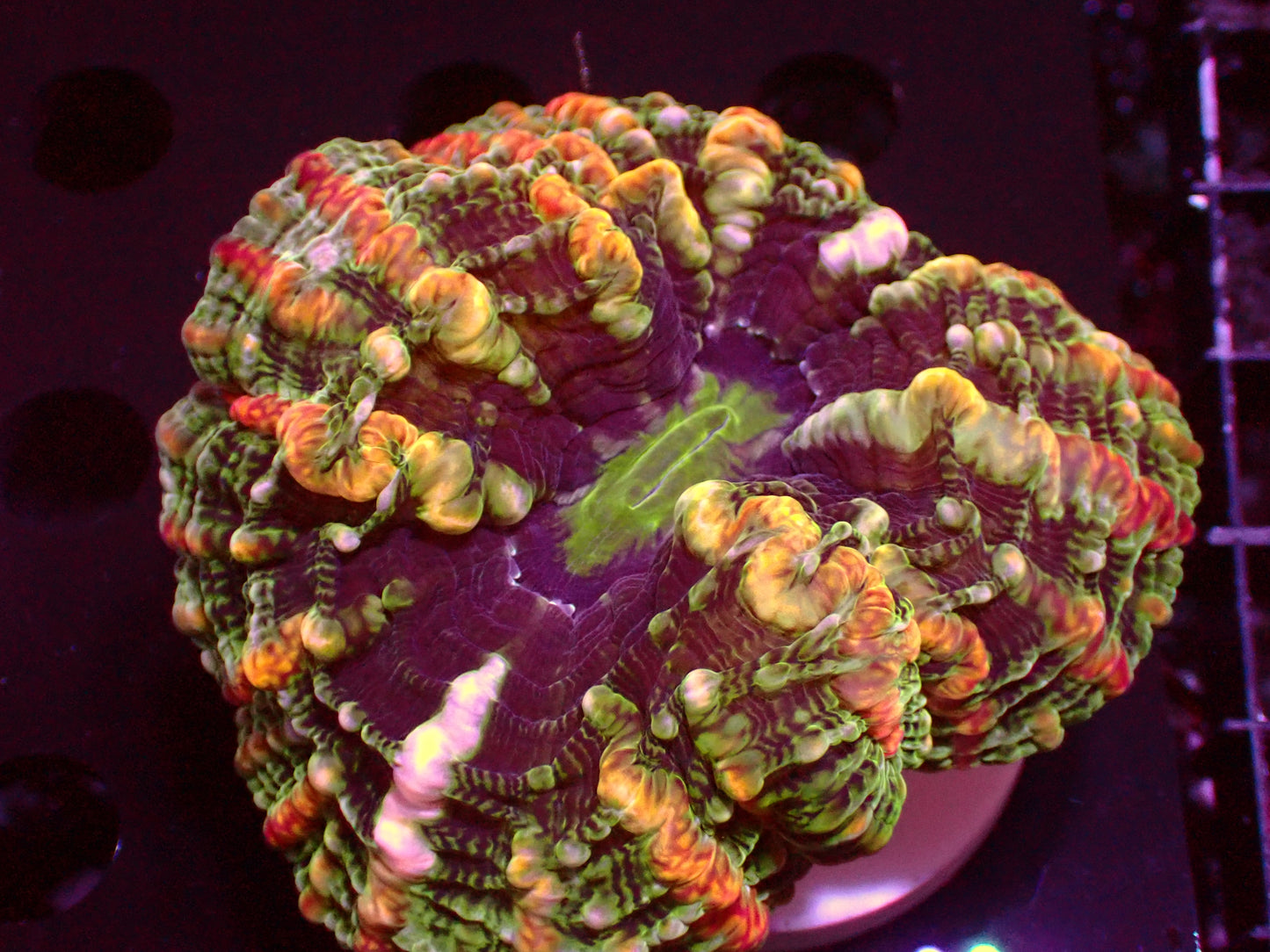 Master Indophyllia | WYSIWYG