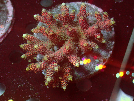 Pink Millepora | WYSIWYG
