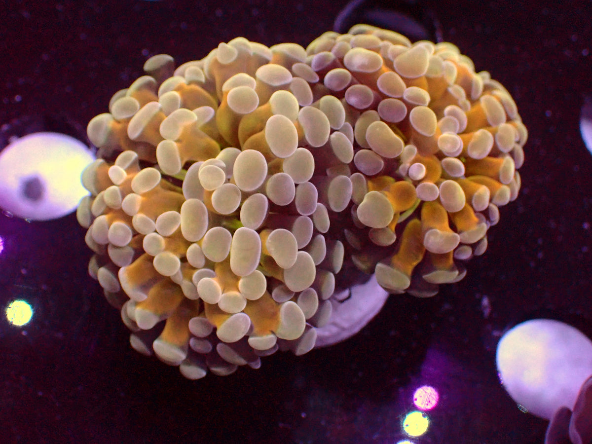Euphyllia Paraancora Holy Grail | Doublehead