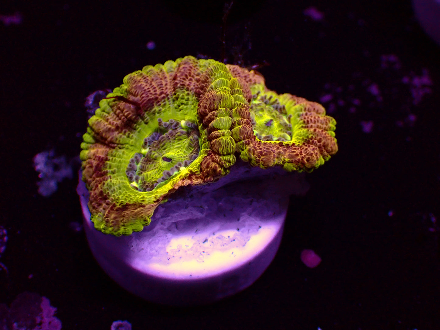 Asian Acan "Rainbow Ufo" | WYSIWYG