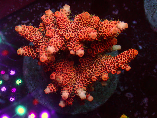 Acropora Millepora "Ultra" | Colony