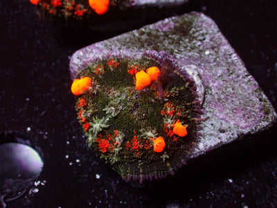 Sunkist Bounce Mushroom | WYSIWYG
