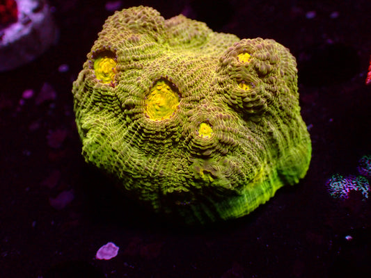 PR Lemon Lime Chalice | WYSIWYG