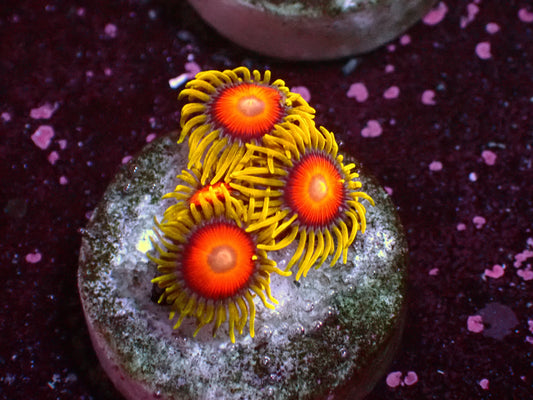 Super Sunflower Zoanthus | WYSIWYG