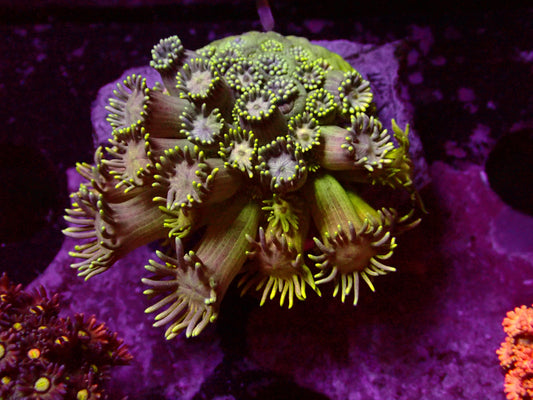 Rainbow Goniopora | WYSIWYG