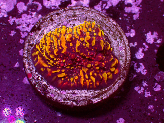 CC Cloudberry Chalice | WYSIWYG