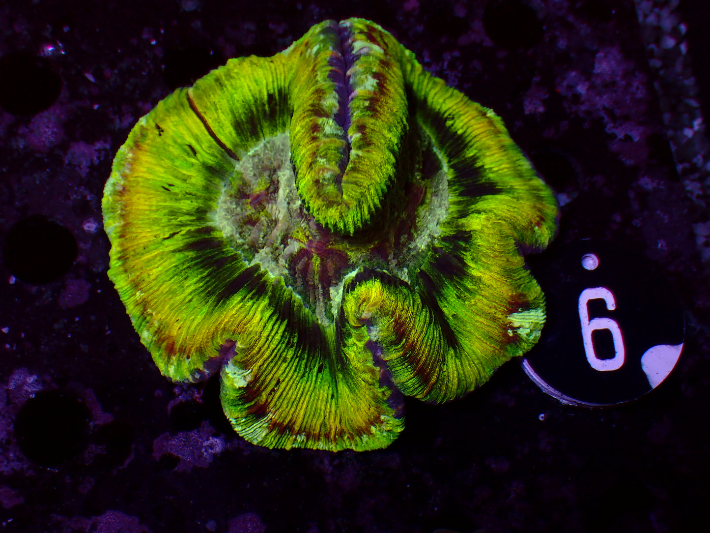 Trachyphyllia "Toxic Ultra" | WYSIWYG