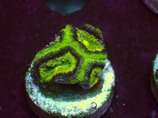 Alien Eye Micromussa | WYSIWYG
