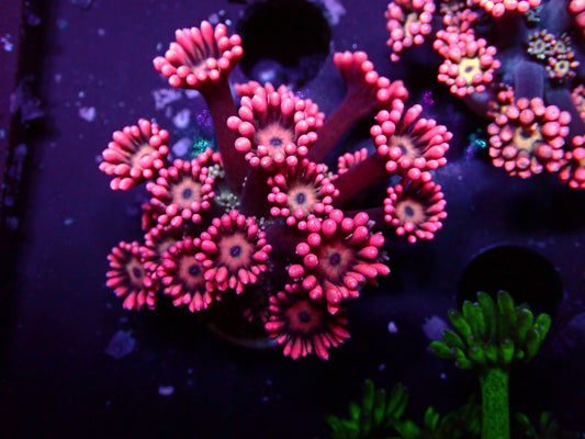 Pink Flower Goniopora | WYSIWYG