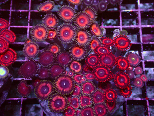 Zoanthus Rainbow Garden | WYSIWYG