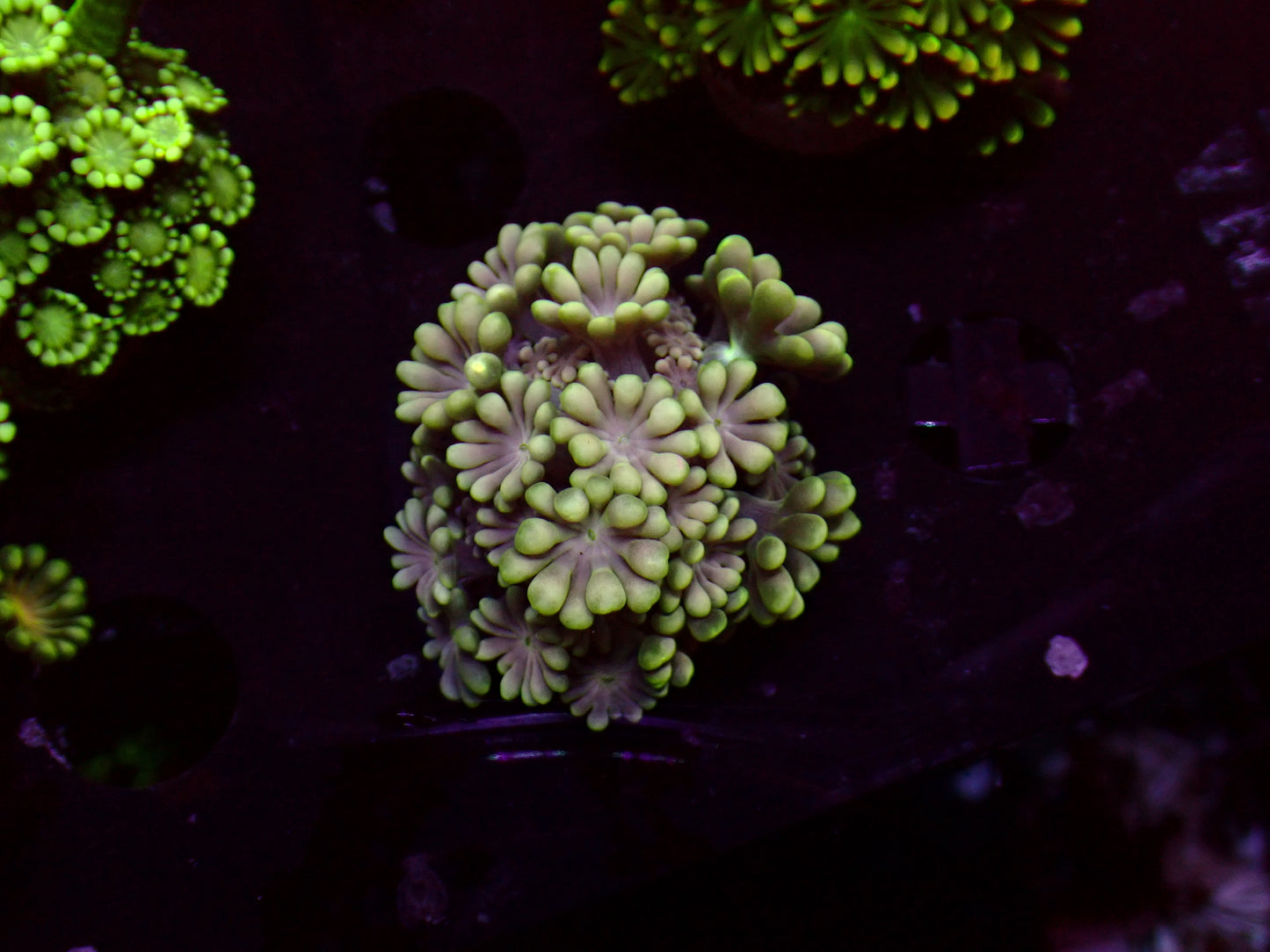 Snowflake Alveopora | WYSIWYG