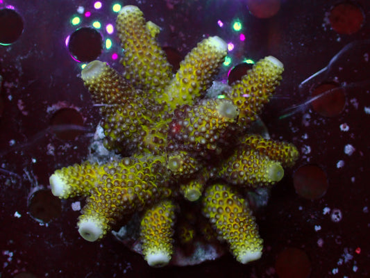 Acropora Humillis "Green/Yellow" | Colony