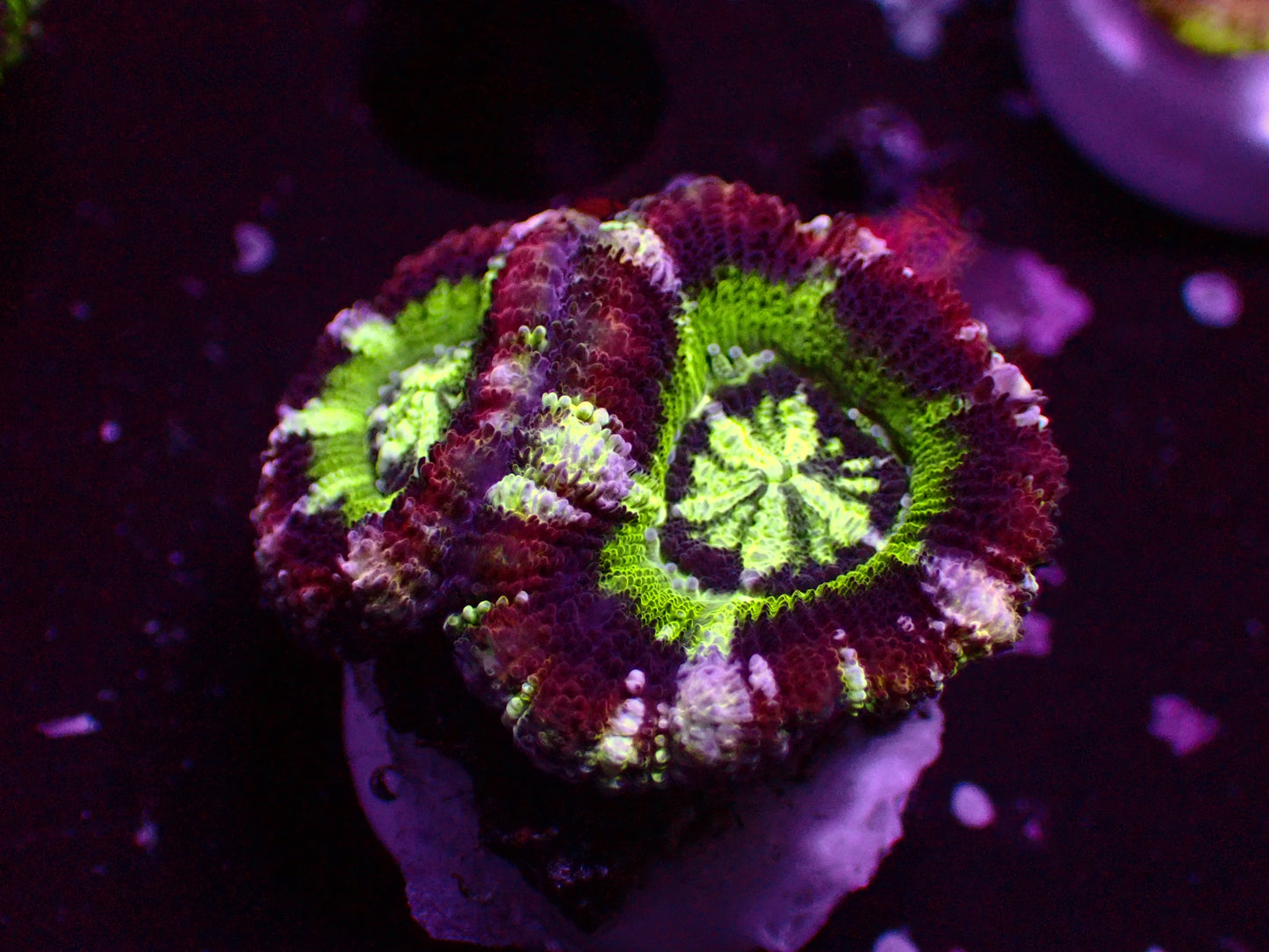 Asian Acan "Crazy Candy" | WYSIWYG