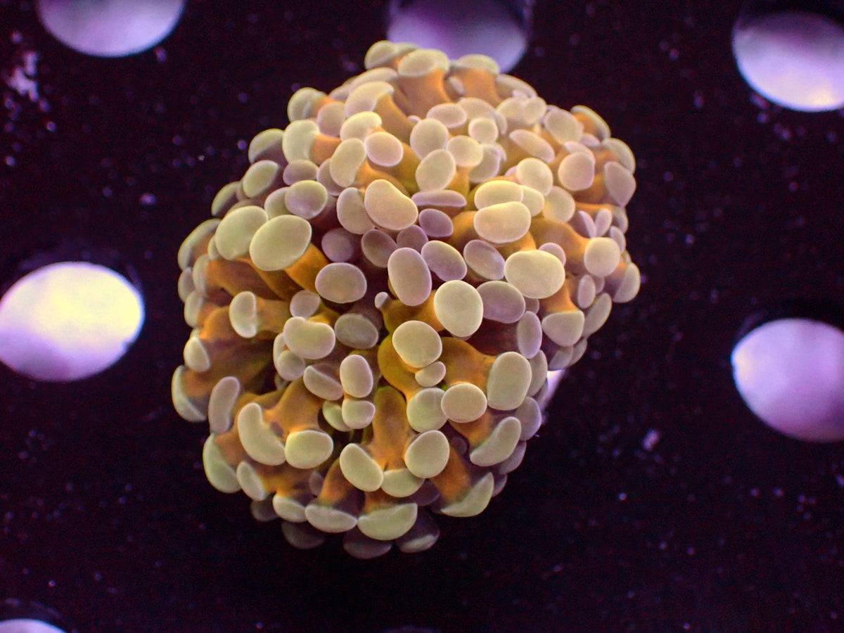 Euphyllia Paraancora Holy Grail | WYSIWYG