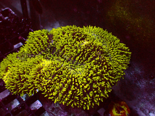 Green Hairy Symphyllia | XXL