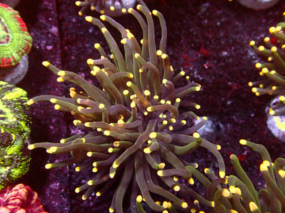Euphyllia Metallic Yellow Tips Torch | WYSIWYG