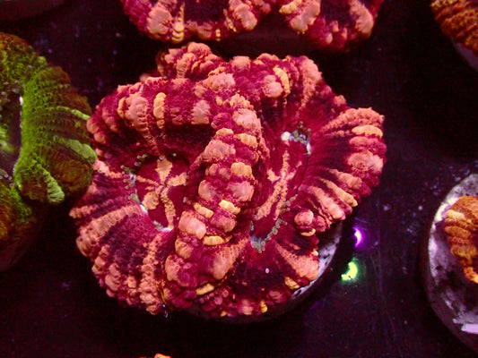 Insane Pink Stripes Asian Acanthastrea | WYSIWYG