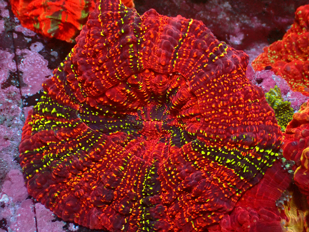 Acanthophyllia Holy Grail | WYSIWYG
