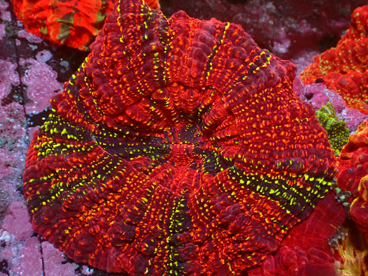 Acanthophyllia Holy Grail | WYSIWYG