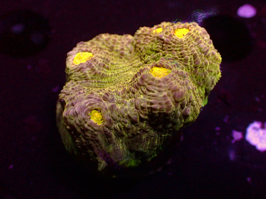 PR Lemon Lime Chalice | WYSIWYG