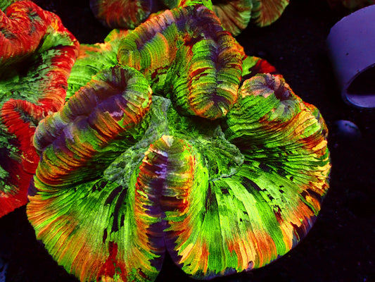 Mastergrade Trachyphyllia | WYSIWYG