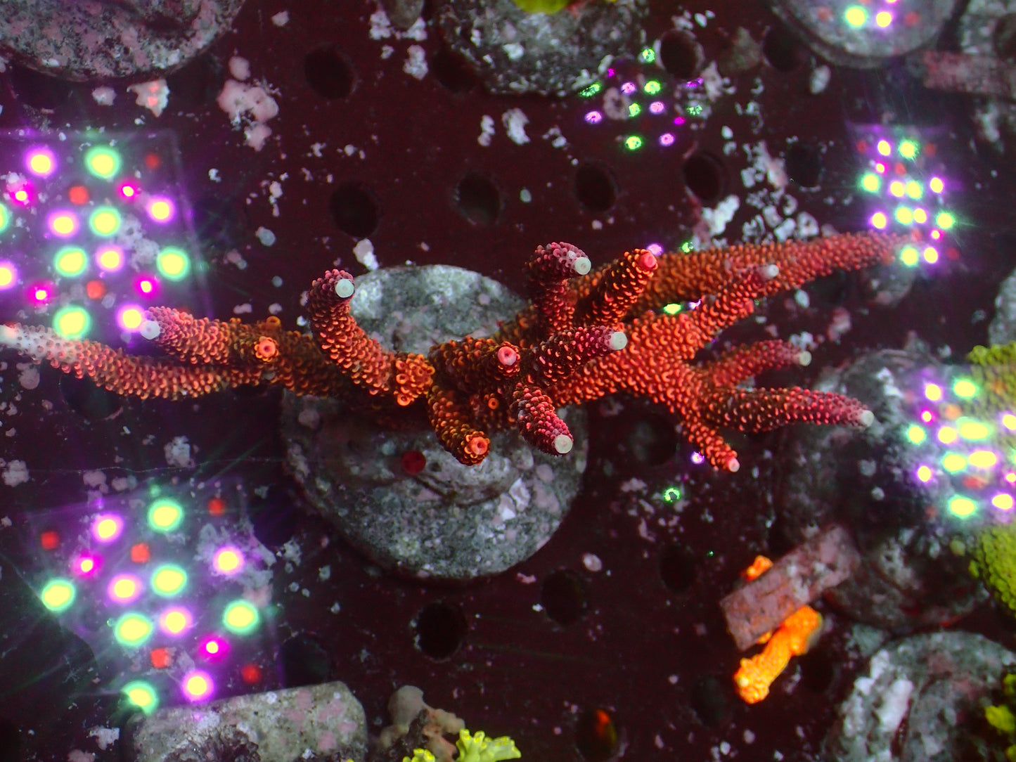 Acropora "Rainbow Stag" | Colony