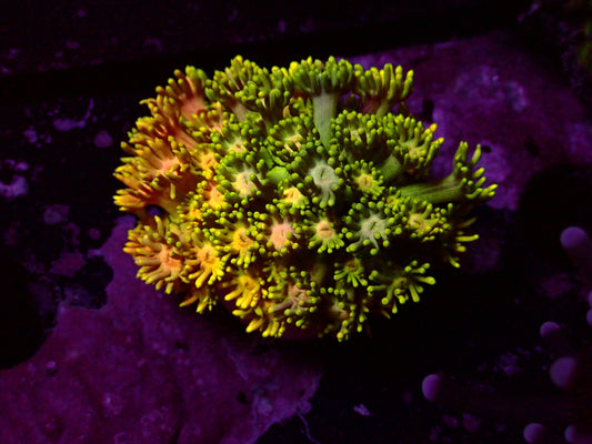 Rainbow Goniopora | WYSIWYG
