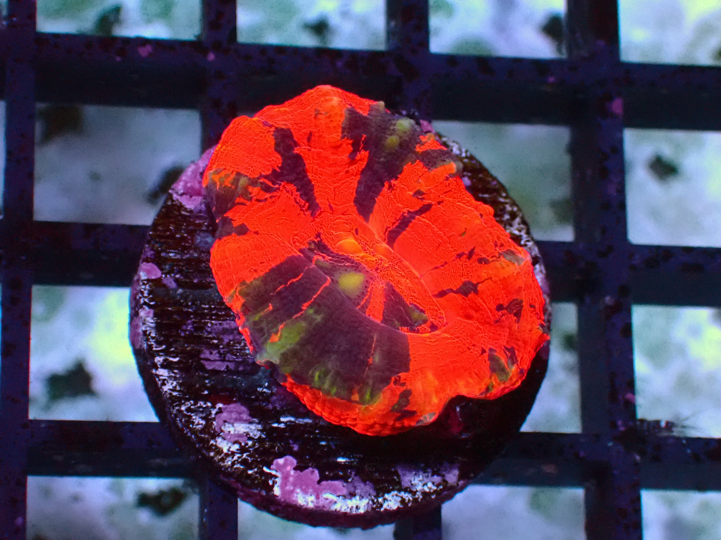 Crazy Warpaint Scolymia | WYSIWYG