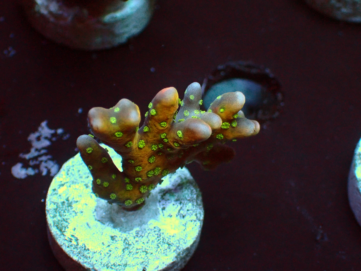 Anacropora Tropicana | WYSIWYG