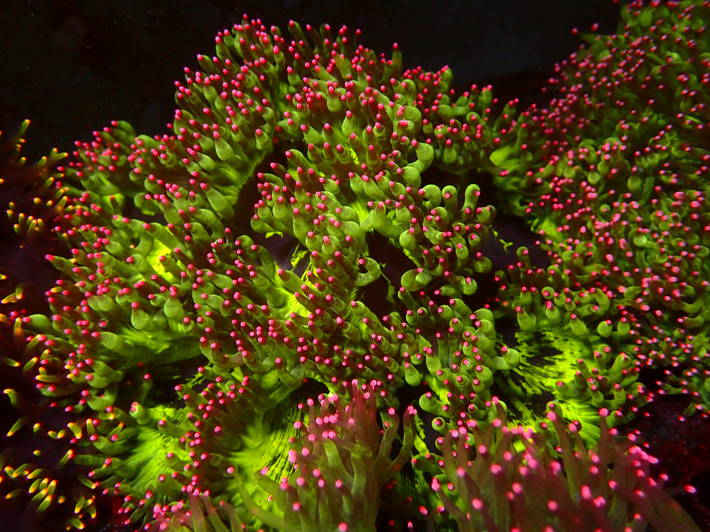 Ultra Pink Tips/Neon Center Catalaphyllia | WYSIWYG