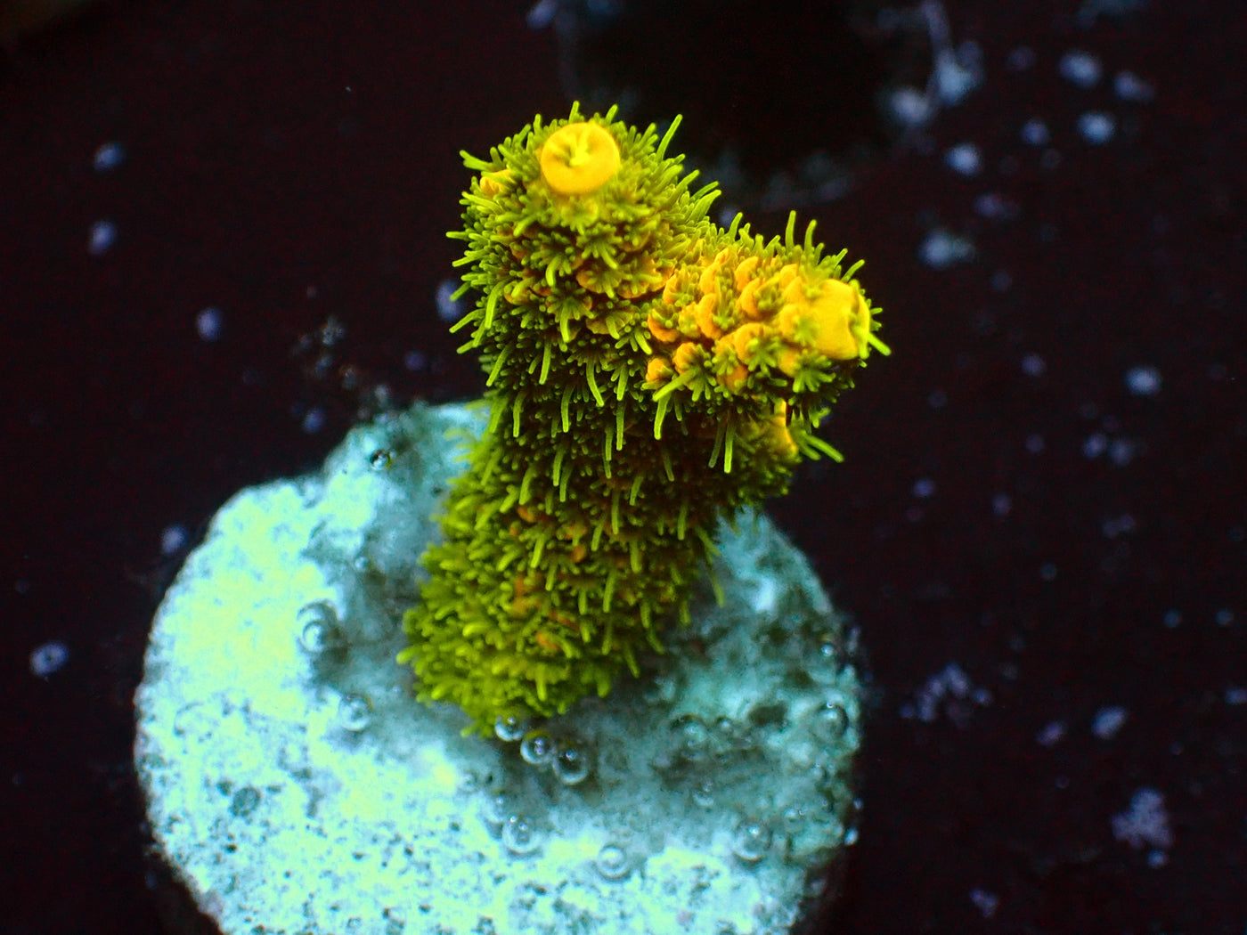Solar Flair Millepora | WYSIWYG