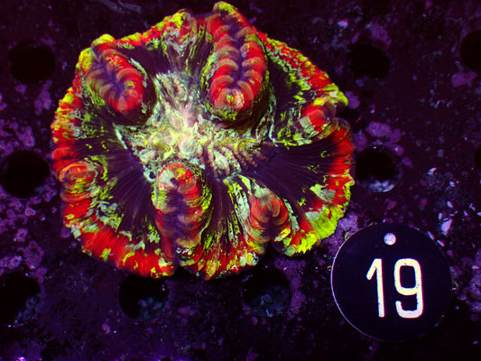 Trachyphyllia "Master" | WYSIWYG