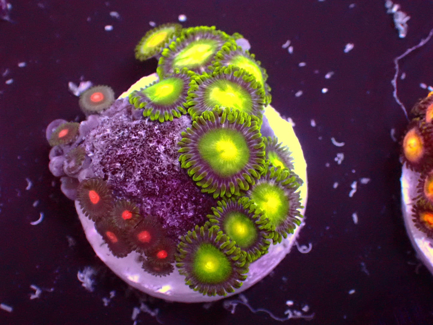 Zoanthus Ultra Radioactive + Mix | WYSIWYG