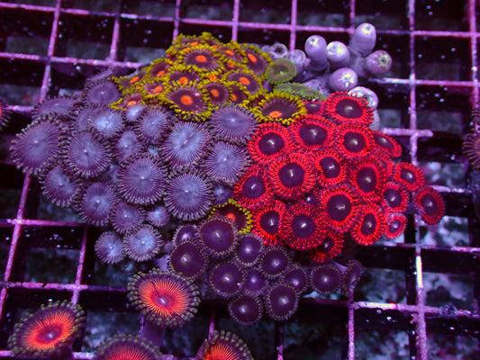 Zoanthus Rainbow Garden | WYSIWYG