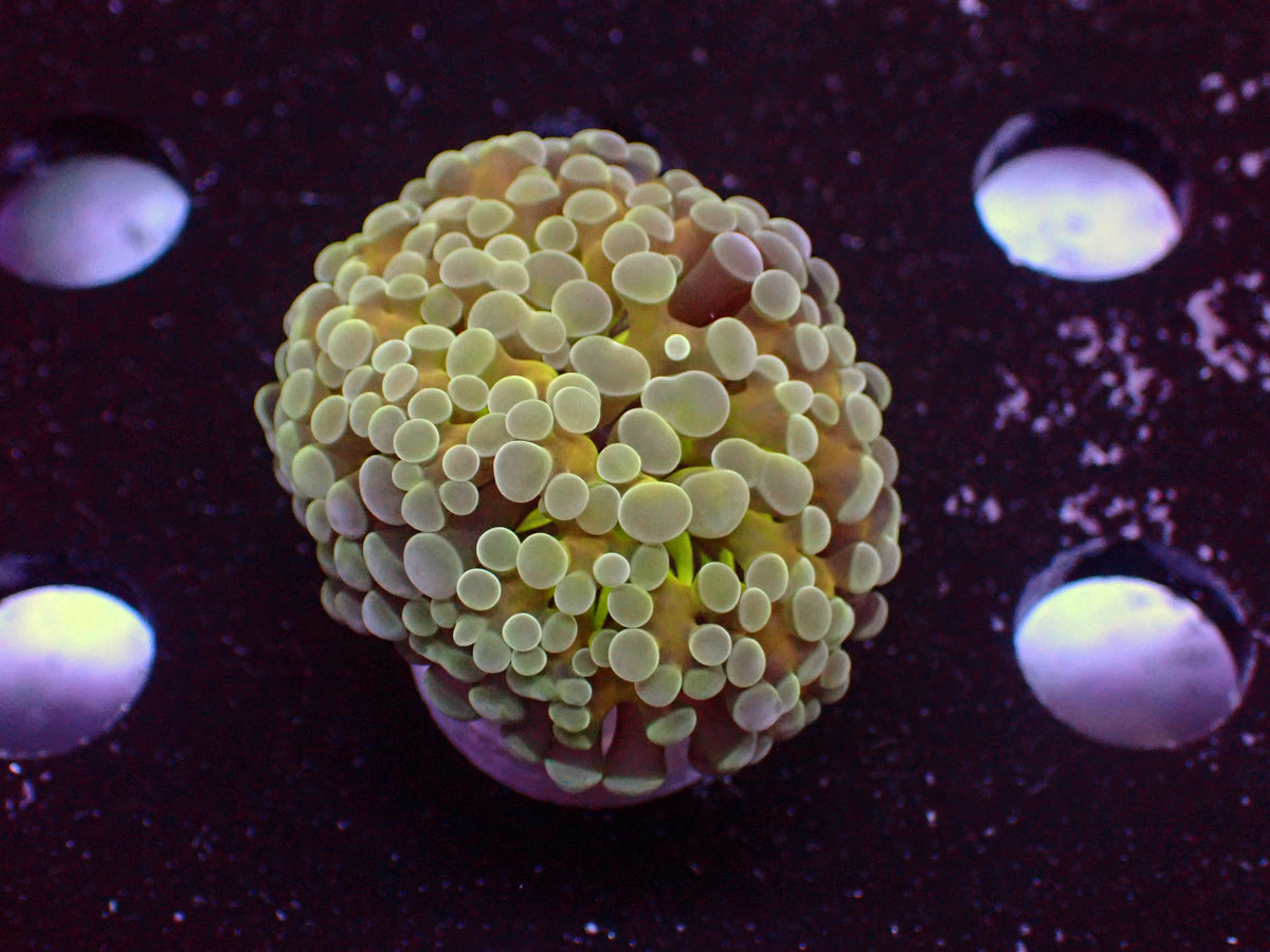 Euphyllia Paraancora Lemon Lime | WYSIWYG