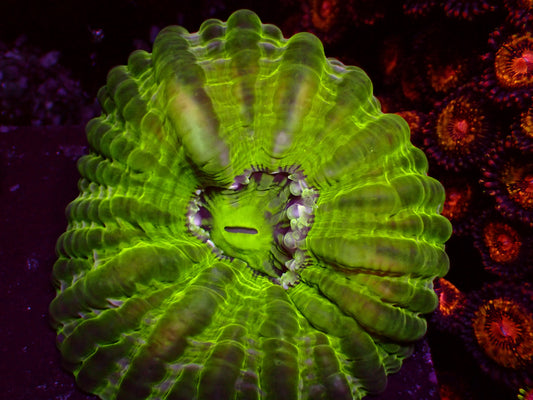 Toxic Green Cynarina | WYSIWYG