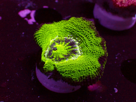 Asian Acan "Crazy Ufo" | Big Polyp