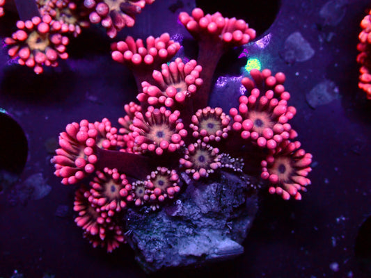 Pink Flower Goniopora | WYSIWYG