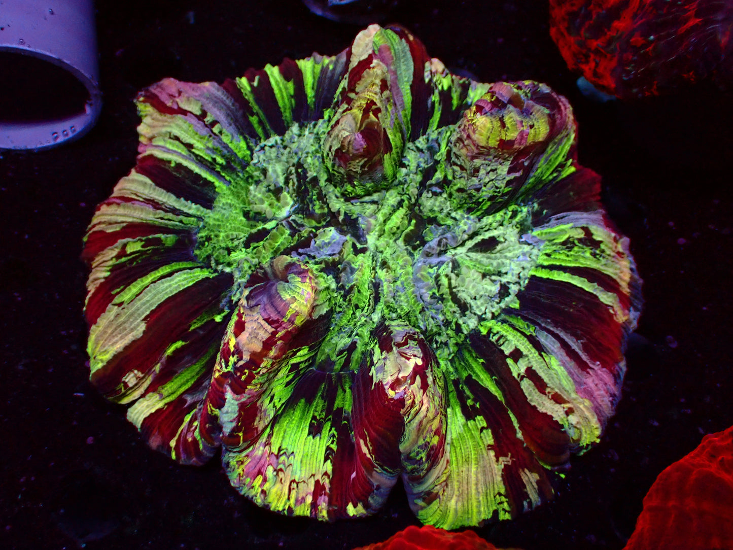 Mastergrade Trachyphyllia | WYSIWYG