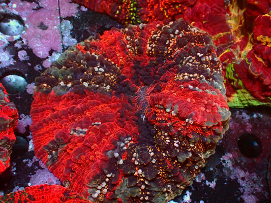 Acanthophyllia Rainbow Gold Dust | WYSIWYG