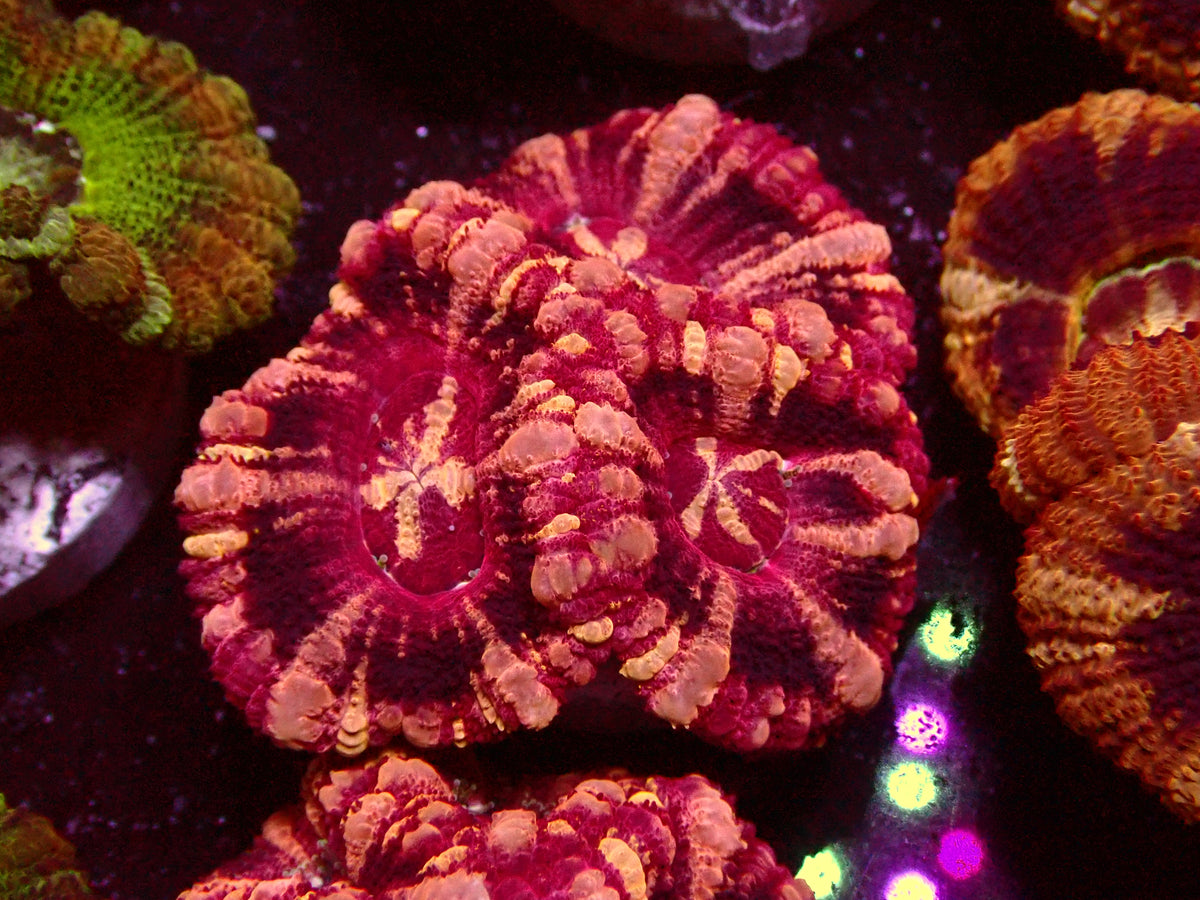 Insane Pink Stripes Asian Acanthastrea | WYSIWYG