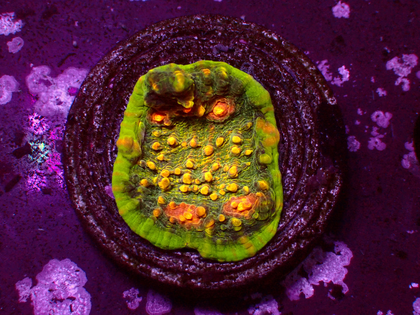 JF Area 51 Chalice | WYSIWYG