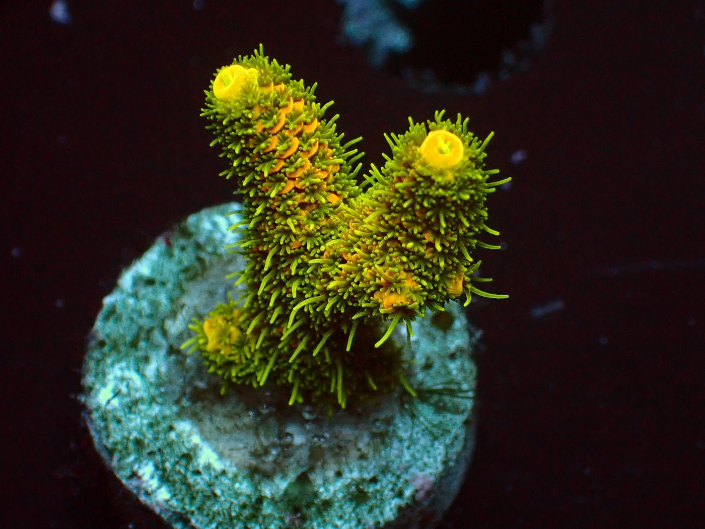 Solar Flair Millepora | WYSIWYG