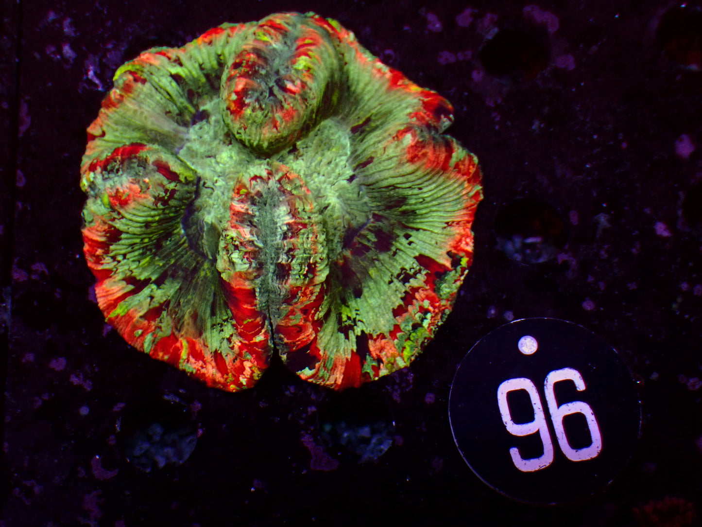 Trachyphyllia "Skittles" | WYSIWYG