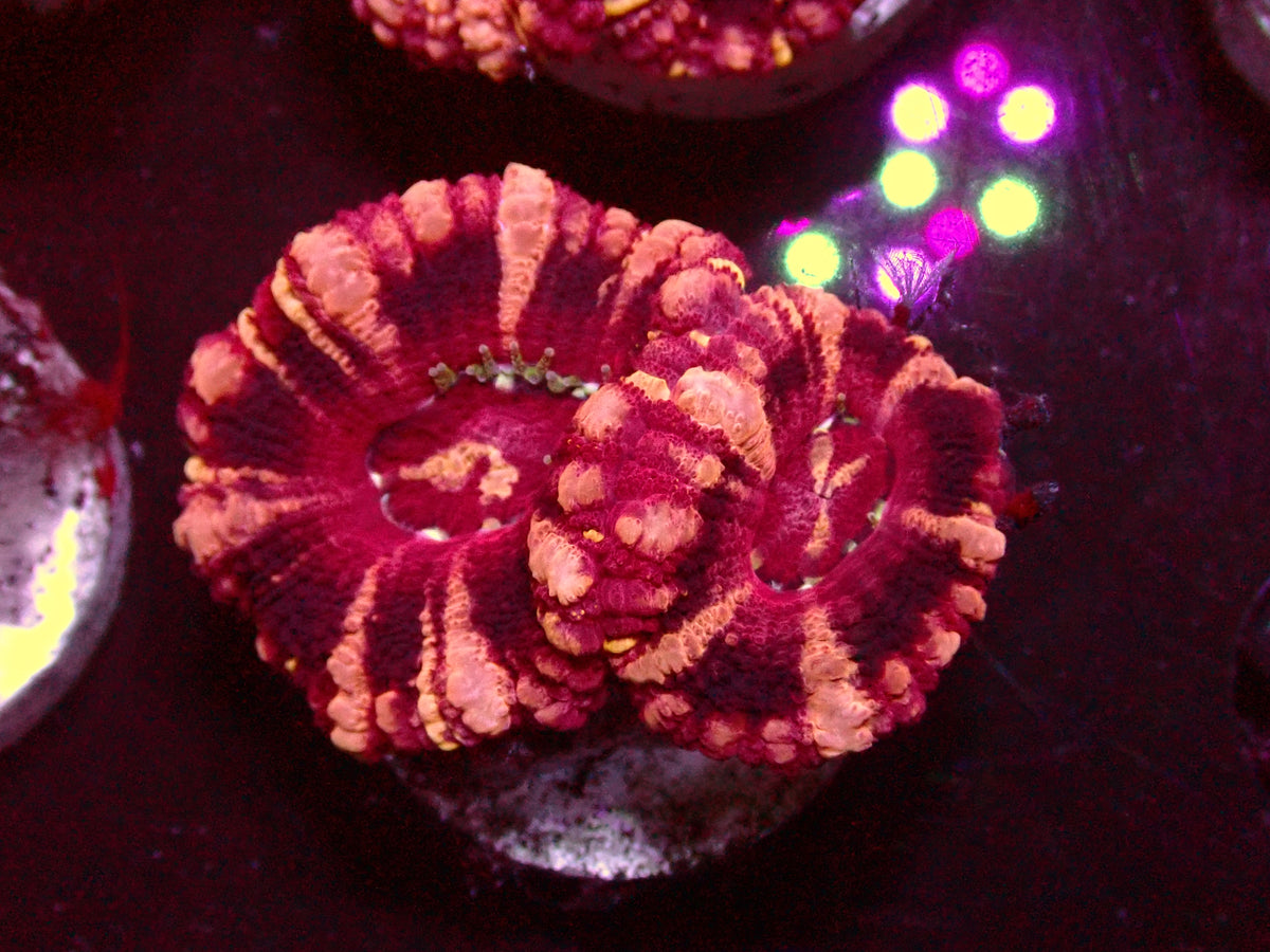 Insane Pink Stripes Asian Acanthastrea | WYSIWYG