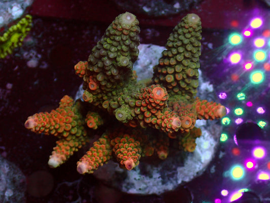 Acropora Humilis "Ultra/Red" | WYSIWYG